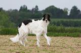 BARZOI 008